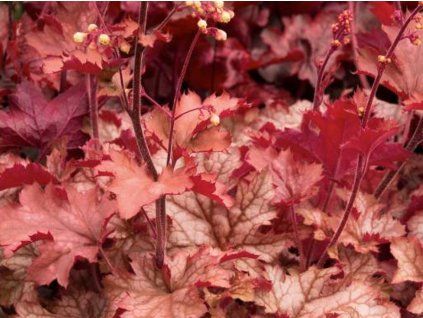 Dlužicha villosa 'Carnival Peach Parfait' - Heuchera villosa 'Carnival Peach Parfait'  Heuchera villosa 'Carnival Peach Parfait'