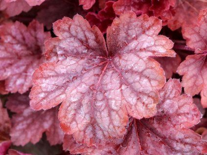 Dlužicha villosa 'Carnival Watermelon' - Heuchera villosa 'Carnival Watermelon'  Heuchera villosa 'Carnival Watermelon'