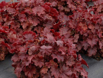 Dlužicha 'Northern Exposure Red' - Heuchera 'Northern Exposure Red'  Heuchera 'Northern Exposure Red'