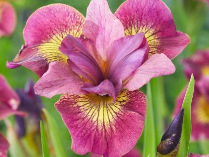 Kosatec sibiřský  'Ruby Gold' - Iris sibirica  'Ruby Gold'  Iris sibirica 'Ruby Gold'