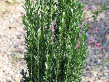 Cesmína vroubkovaná 'Fastigiata'  Ilex crenata 'Fastigiata'