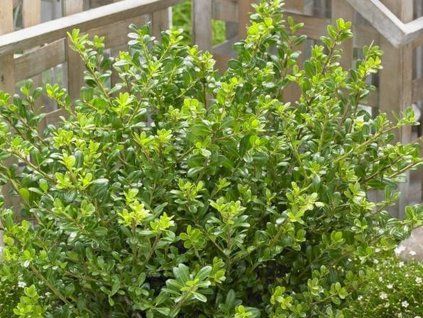 Cesmína vroubkovaná 'Glory Gem'  Ilex crenata 'Glory Gem'