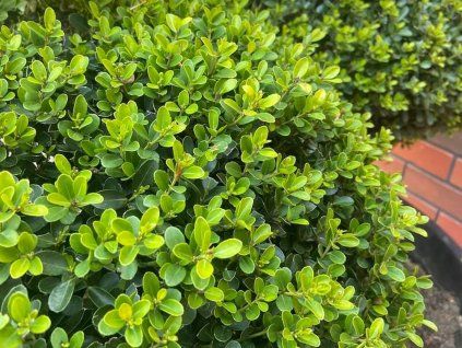 Cesmína vroubkovaná 'Green Hedge'  Ilex crenata 'Green Hedge'