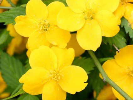 Zákula japonská 'Golden Guinea'  Kerria japonica 'Golden Guinea'