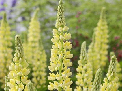 Lupina Lupinova 'Lenora' - Lupinus Lupinova 'Lenora'  Lupinus Lupinova 'Lenora'