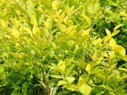 Ptačí zob obecný 'Vicaryi'  Ligustrum vulgare 'Vicaryi'