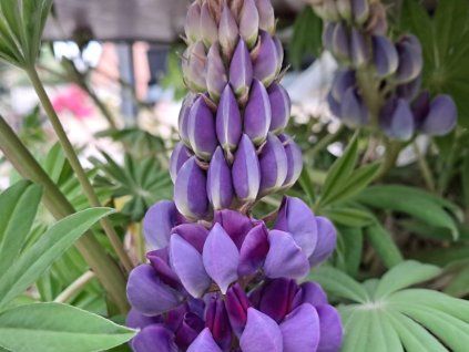 Lupina Lupinova 'Lyanna' - Lupinus Lupinova 'Lyanna'  Lupinus Lupinova 'Lyanna'