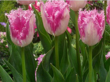 131941 tulipan huis ten bosch