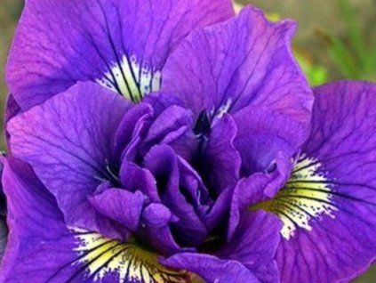 Kosatec sibiřský 'Double Standard' - Iris sibirica 'Double Standard'  Iris sibirica 'Double Standard'