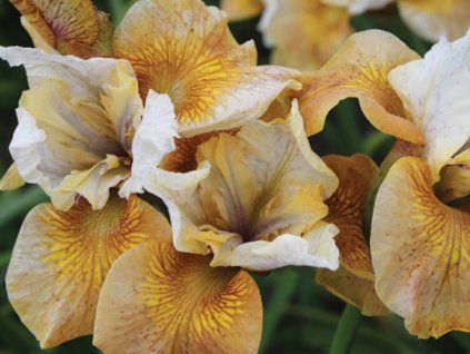 Kosatec sibiřský 'Colonel Mustard'- Iris sibirica 'Colonel Mustard'  Iris sibirica 'Colonel Mustard'