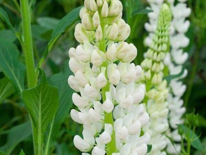 Lupina 'Noble Maiden'  Lupinus 'Noble Maiden'