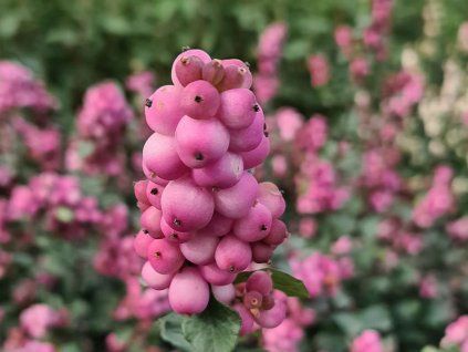 Pámelník Doorenbosův 'Symphony Rumble' PBR  Symphoricarpos doorenbosii 'Symphony Rumble' PBR