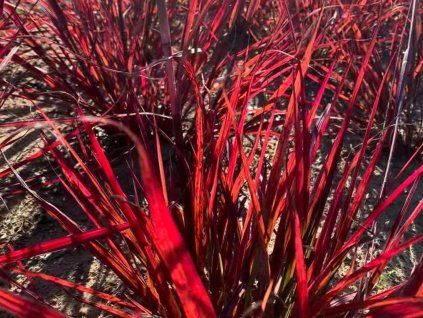Vousatice 'Red October' - Andropogon gerardii 'Red October'  Andropogon gerardii 'Red October'