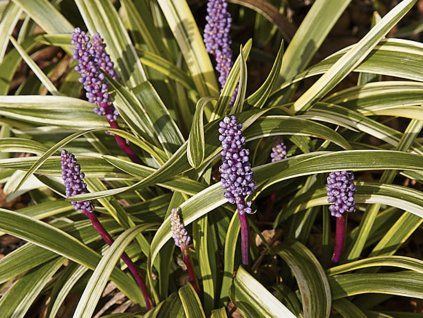 Liriope 'Gold Banded' - Liriope muscari 'Gold Banded'  Liriope muscari 'Gold Banded'