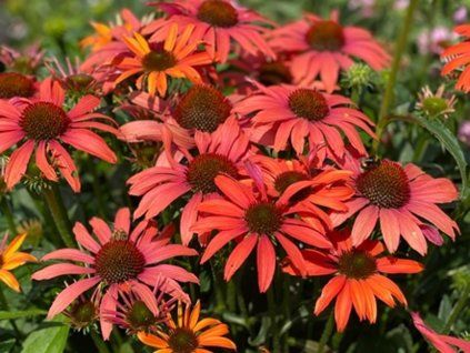 Třapatka 'Sunseekers Coral' - Echinacea 'Sunseekers Coral'  Echinacea 'Sunseekers Coral'