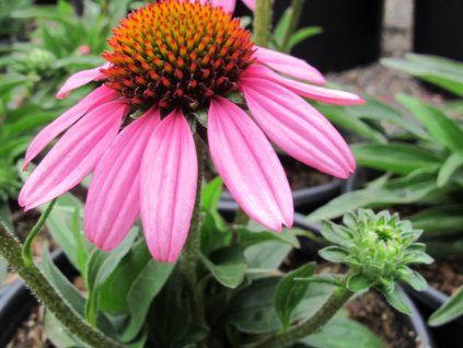 Třapatka 'Sunseekers Pink' - Echinacea 'Sunseekers Pink'  Echinacea 'Sunseekers Pink'