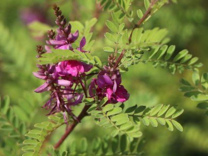 Modřil různokvětý 'Gerardiana'  Indigofera heterantha 'Gerardiana'