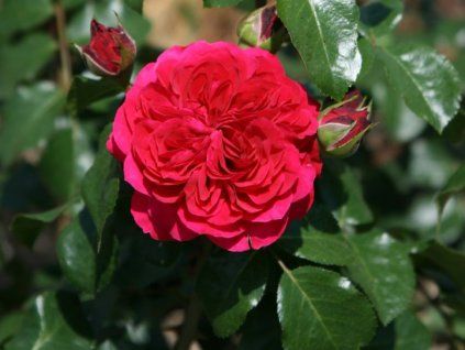 132085 ruze red leonardo da vinci baleni specialni baleni