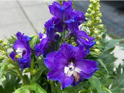 Ostrožka 'Delgenius' - Delphinium 'Delgenius'  Delphinium 'Delgenius'