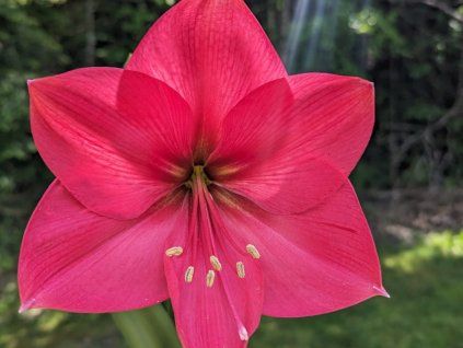 Amarylis 'Pink' - Hippeastrum 'Pink'  Hippeastrum 'Pink'