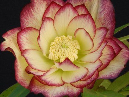 Čemeřice 'Quintessa Honey' - Helleborus 'Quintessa Honey'  Helleborus 'Quintessa Honey'