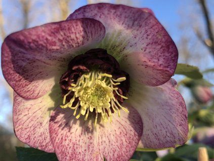 Čemeřice 'Quintessa Cherry' - Helleborus 'Quintessa Cherry'  Helleborus 'Quintessa Cherry'