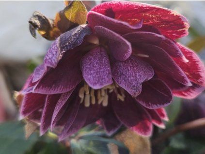 Čemeřice 'Quintessa Wine' - Helleborus 'Quintessa Wine'  Helleborus 'Quintessa Wine'