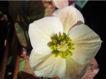 Čemeřice 'HGC® Frosty' - Helleborus 'HGC® Frosty'  Helleborus 'HGC® Frosty'