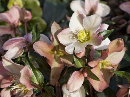 Čemeřice 'HGC® Malory' - Helleborus 'HGC® Malory'  Helleborus 'HGC® Malory'