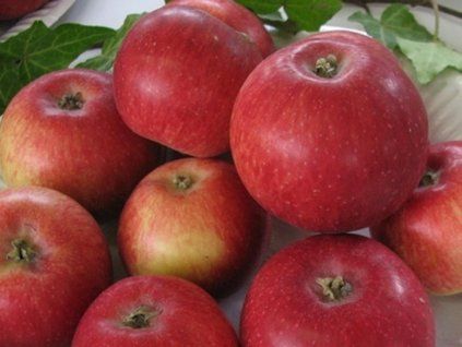 Jabloň 'Malinové holovouské' - kontejner  Malus domestica 'Malinové holovouské'