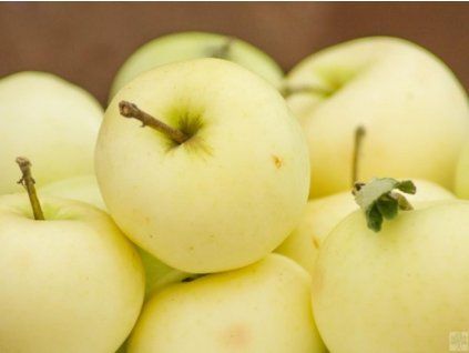 Jabloň 'Průsvitné letní' - kontejner  Malus domestica 'Průsvitné letní'