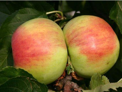 Jabloň 'Královnino' - kontejner  Malus domestica 'Královnino'