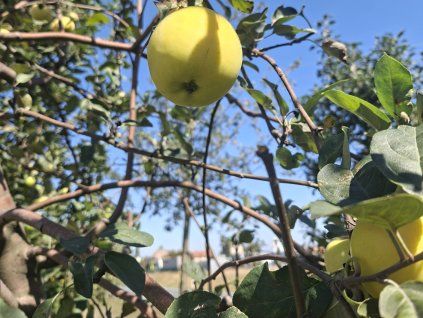 Jabloň 'Ananasové letní'  Malus domestica 'Ananasové letní'