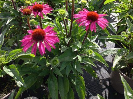 Třapatka 'SunSeekers Hot Pink'- Echinacea 'SunSeekers Hot Pink'  Echinacea 'SunSeekers Hot Pink'