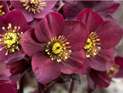 Čemeřice 'HGC® Ice n' Roses Amarela' - Helleborus 'HGC® Ice n' Roses Amarela'  Helleborus 'HGC® Ice n' Roses Amarela'