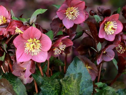 Čemeřice 'HGC® Ice n' Roses Megan Marble' - Helleborus 'HGC® Ice n' Roses Megan Marble'  Helleborus 'HGC® Ice n' Roses Megan Marble'