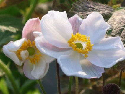 Sasanka hupejská Fantasy 'Elsa' - Anemone hupehensis Fantasy 'Elsa'  Anemone hupehensis Fantasy 'Elsa'