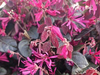 Loropetalum čínské 'Fire Dance'  Loropetalum chinense 'Fire Dance'