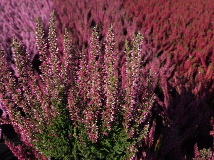 Calluna vulgaris Milva (2)