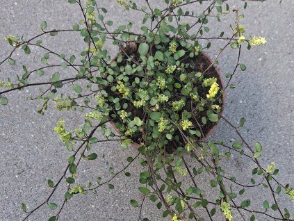 Muehlenbeckia  Muehlenbeckia