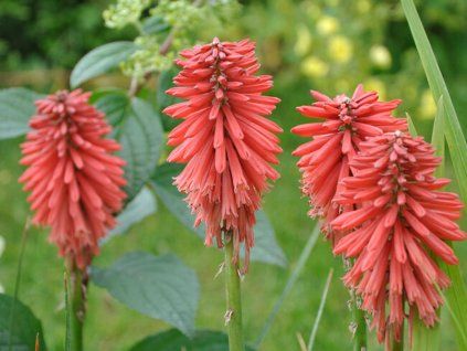 Mnohokvět 'Poco Red' - Kniphofia 'Poco Red'  Kniphofia 'Poco Red'