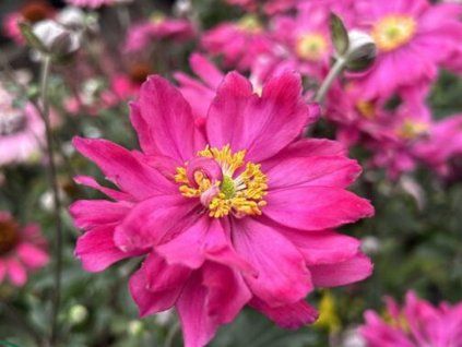 Sasanka hupejská 'Little Breeze Kiss' - Anemone hupehensis 'Little Breeze Kiss'  Anemone hupehensis 'Little Breeze Kiss'