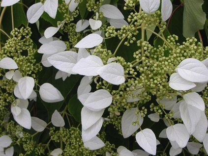 Klanostěnka hortenziová  Schizophragma hydrangeoides