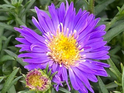Hvězdnice křovitá 'Blue Lapis' - Aster dumosus 'Blue Lapis'  Aster dumosus 'Blue Lapis'