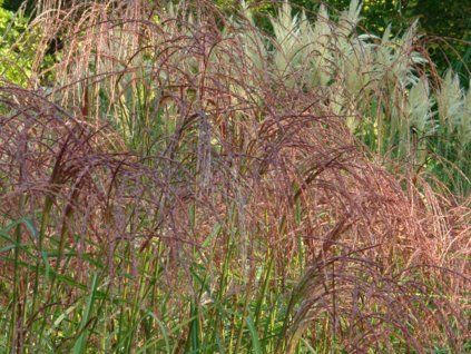 Ozdobnice čínská 'Rosi' - Miscanthus sinensis 'Rosi'  Miscanthus sinensis 'Rosi'