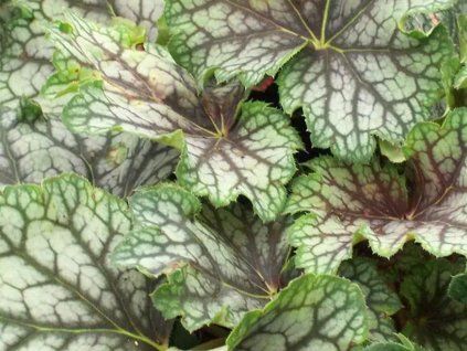 Dlužicha 'Beauty color' - Heuchera 'Beauty color'  Heuchera 'Beauty color'