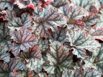 Dlužicha 'Neptune' - Heuchera 'Neptune'  Heuchera 'Neptune'