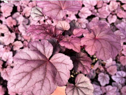 Dlužicha 'Pink Panther' - Heuchera 'Pink Panther'  Heuchera 'Pink Panther'