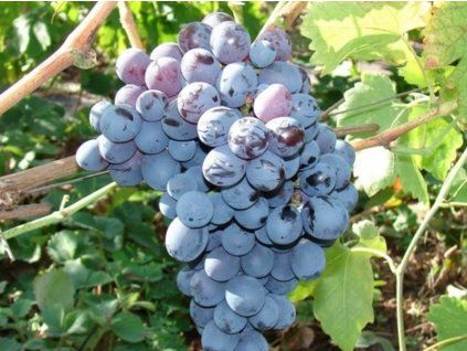 Réva vinná 'Alfa'  Vitis vinifera 'Alfa'