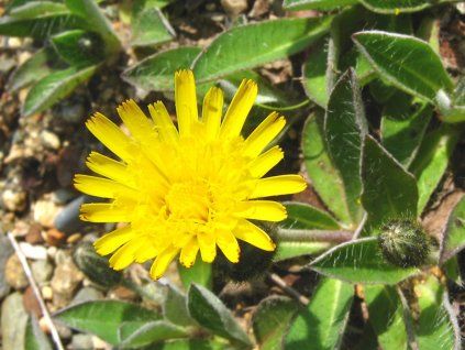 Jestřábník chlupáček - Hieracium pilosella  Hieracium pilosella